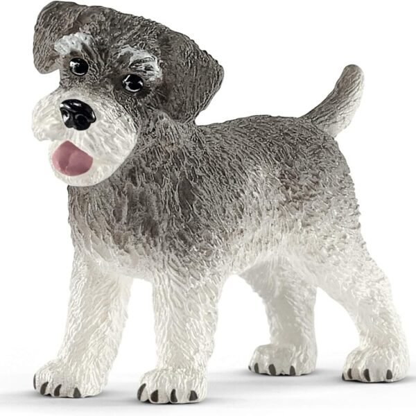 PV0108-13892 - Miniature schnauzer