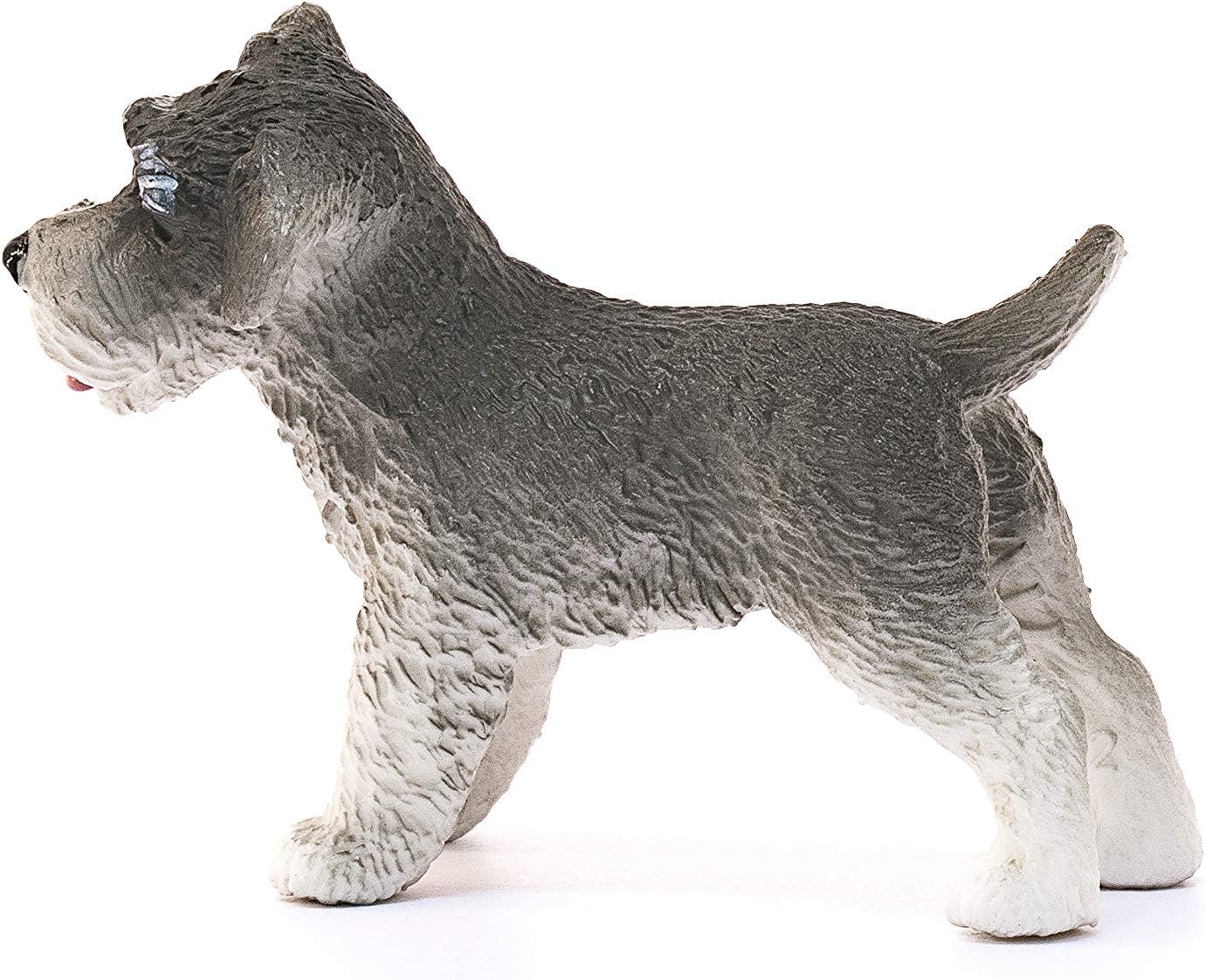 PV0108-13892 - Miniature schnauzer - immagine 3