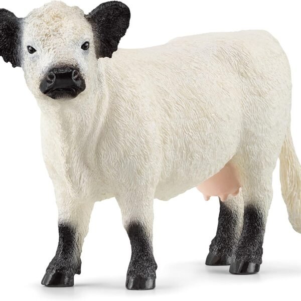 PV0108-13960 - Galloway Cattle