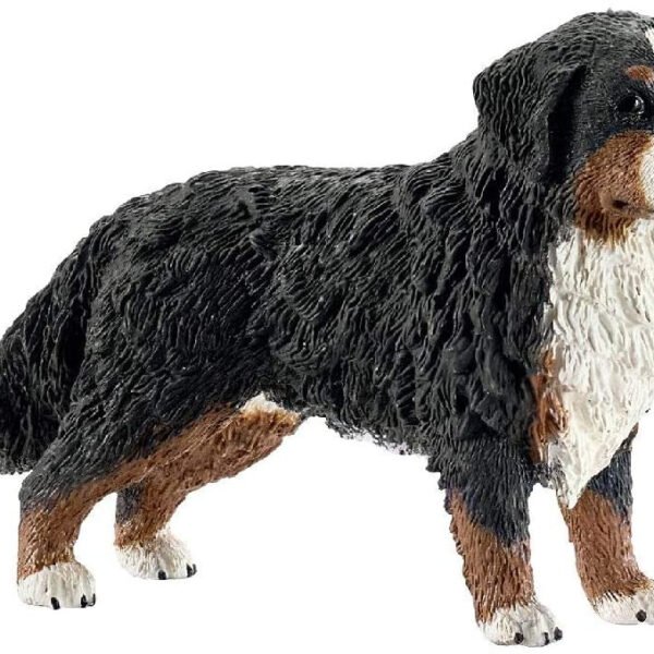 bovaro-bernese-femmina.jpg BOVARO BERNESE FEMMINA