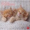CALENDARI DA PARETE -
2026 WALL CALENDAR -
KITTENS - 30x29 - CATS