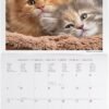 CALENDARI DA PARETE -
2026 WALL CALENDAR -
KITTENS - 30x29 - CATS
