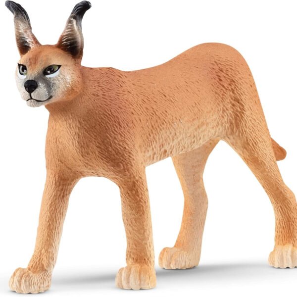 caracal-female.jpg Caracal female