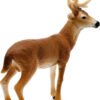 Cervo virginiano