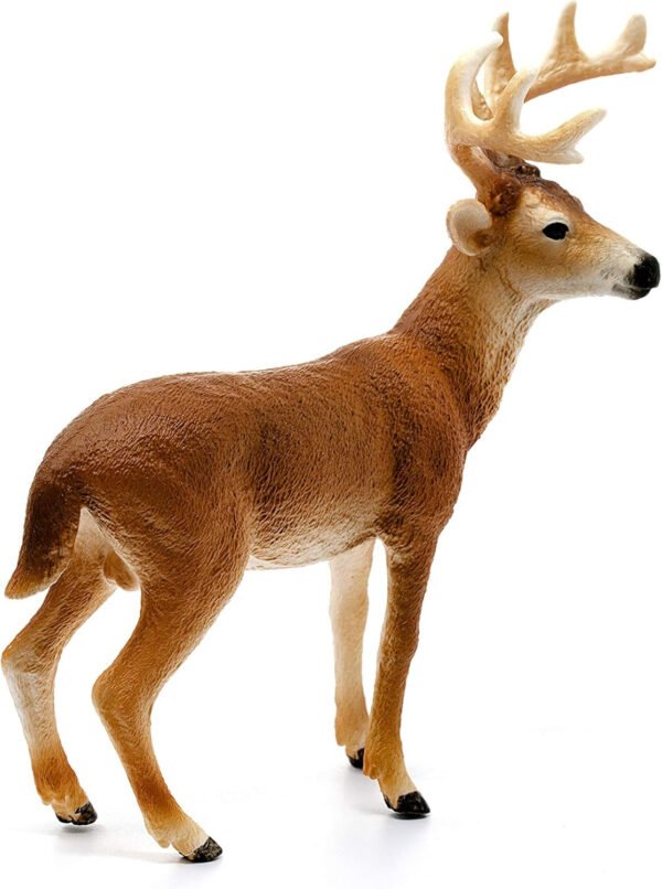 Cervo virginiano