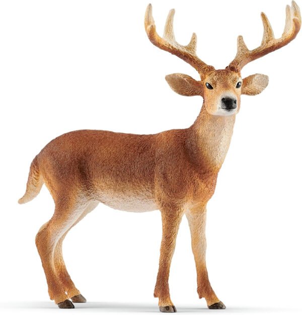 Cervo virginiano