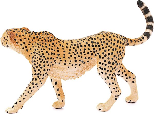 Cheetah, female