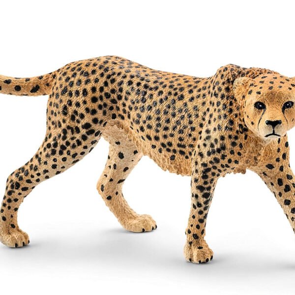 Cheetah, female