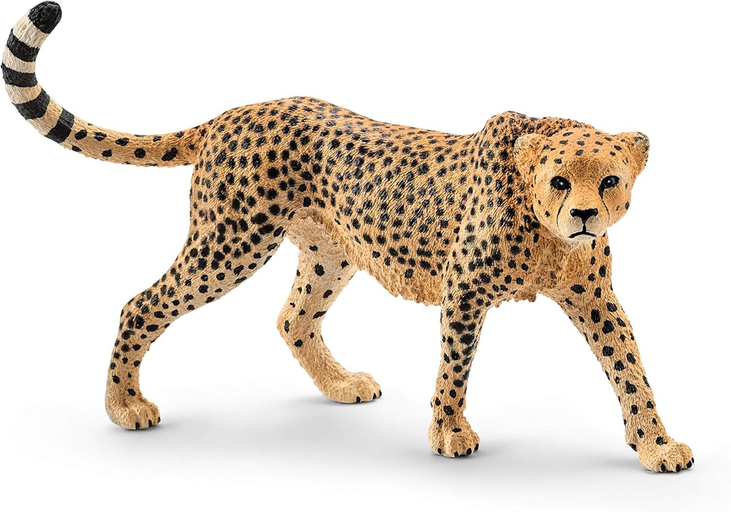 Cheetah, female