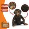 Chimpanzee Cub