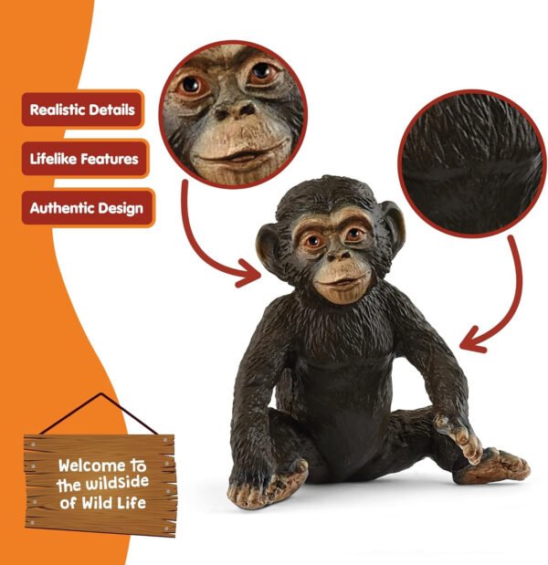 Chimpanzee Cub
