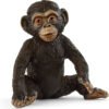 Chimpanzee Cub