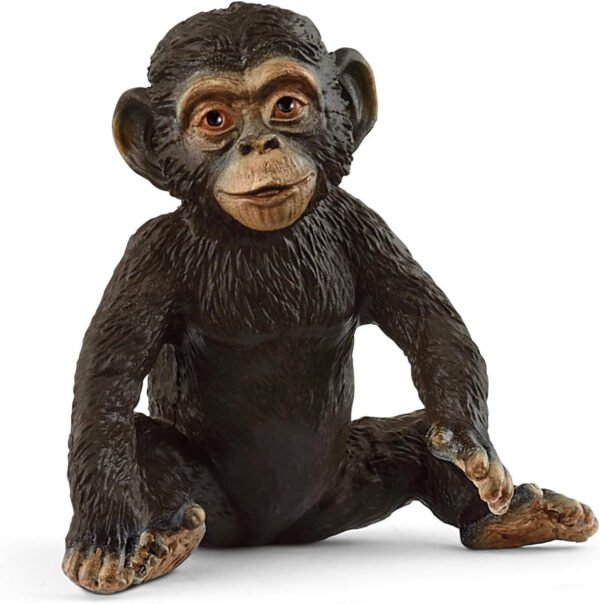 Chimpanzee Cub