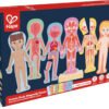Puzzle Magnetico Del Corpo Umano