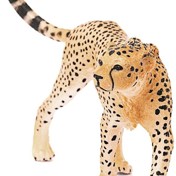 femmina-di-ghepardo.jpg FEMMINA DI GHEPARDO