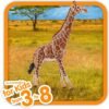 GIRAFFA MASCHIO