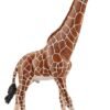 GIRAFFA MASCHIO