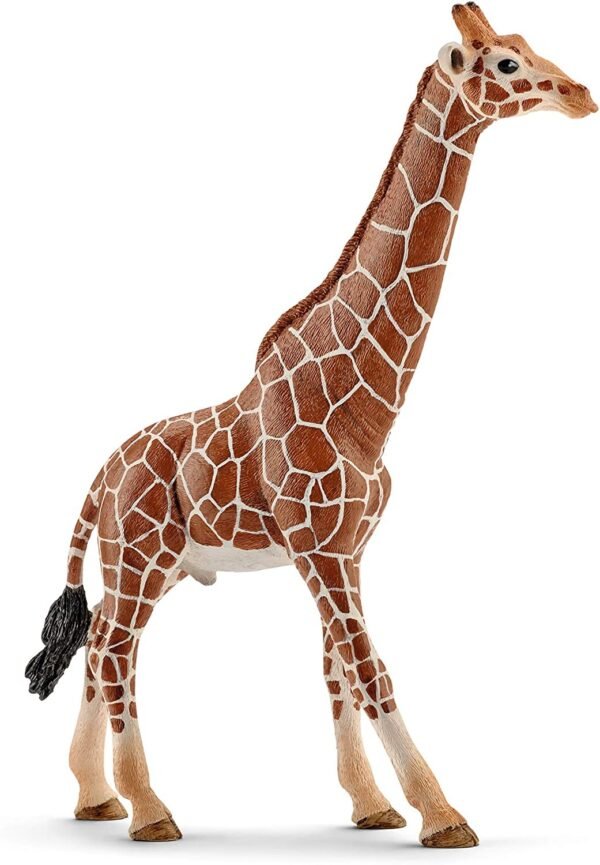 GIRAFFA MASCHIO
