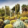Huntington Desert Garden 1000p