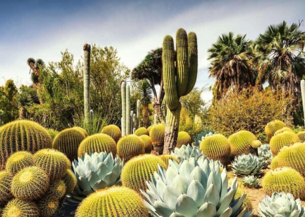 Huntington Desert Garden 1000p