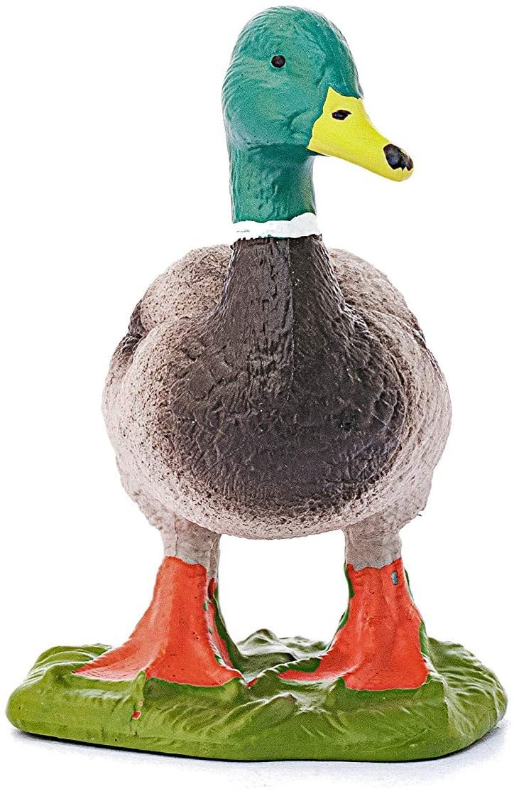 MASCHIO DI ANATRA - immagine 2