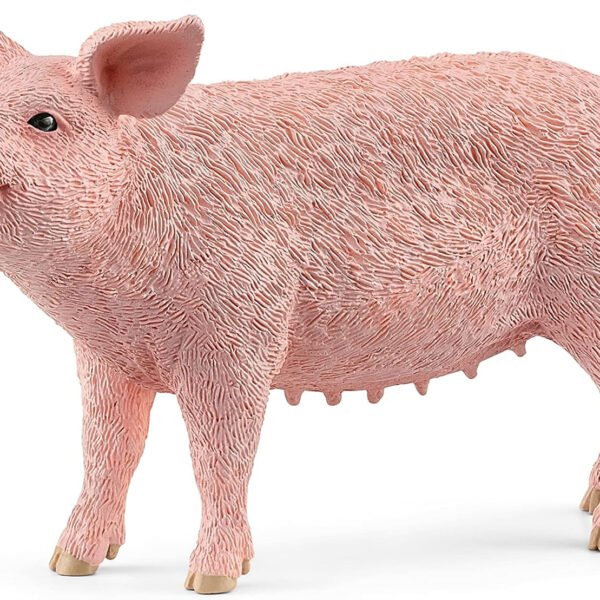 Pig