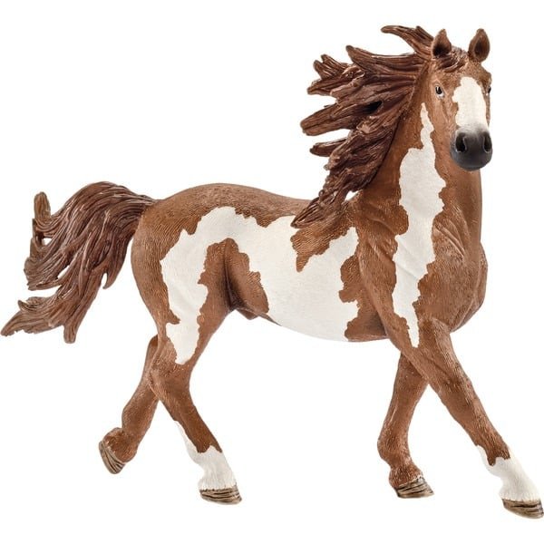 pinto-stallion.jpg Pinto stallion