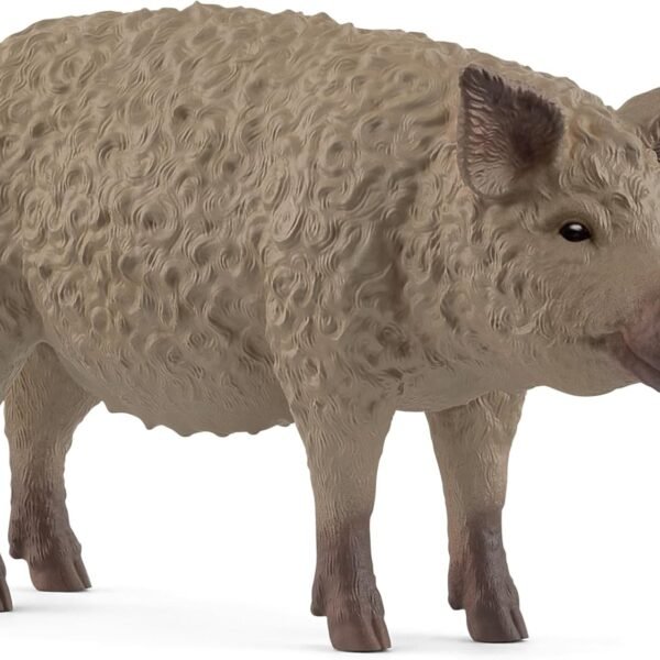 pv0104-14892-mangalica.jpg PV0104-14892 Mangalica