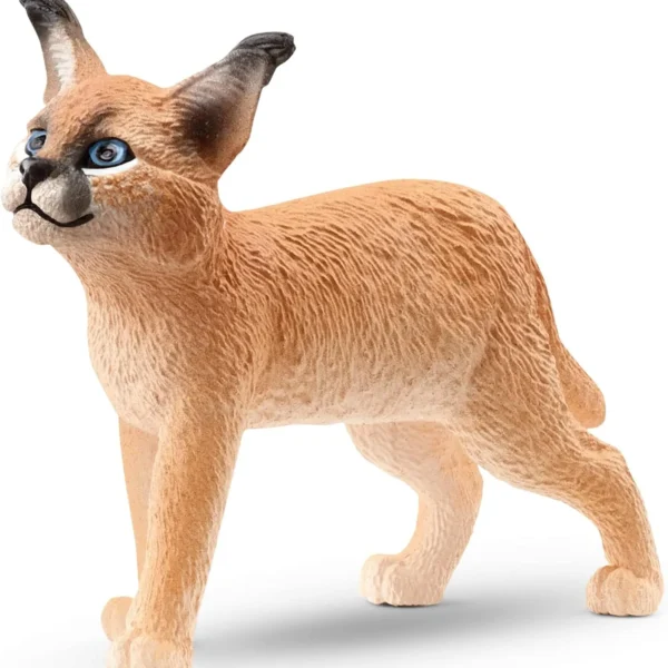 pv0115-14868-caracal-cub.webp PV0115-14868 - Caracal cub