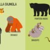 Q-BOX - GLI ANIMALI - ITALIANO FUORINORMA DI MATTEO GAULE