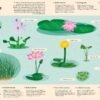 REFERENCE BOOKS - ENCICLOPEDIA DI PIANTE FUNGHI
E LICHENI PER PICCOLI LETTORI