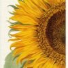 Uncoated paper calendar 2022 -16x49 cm herbarium