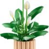 LEGO BOTANICALS SPATIFILLO 11504
