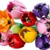Lego botanicals bouquet di tulipani 11501