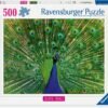 Pavone - 500p